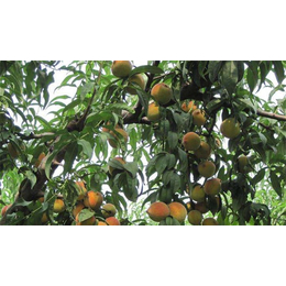砀山黄桃、范建立副食水果服务周到、砀山黄桃多少钱一斤