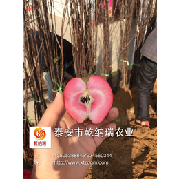 国光苹果苗基地|乾纳瑞(在线咨询)|苹果苗