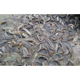 泥鳅苗养殖|金兴黑斑蛙养殖|泥鳅