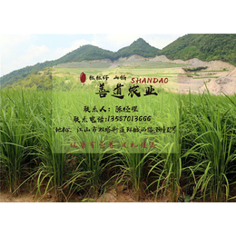 有机大米生产厂家|善道农业(在线咨询)|广东有机大米