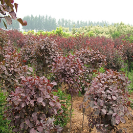 山东红栌种植基地大量供应红栌树苗