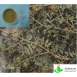 刺蒺藜提取物 刺蒺藜总皂甙炸宝鸡浩翔生物