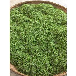 韶关绿茶 有机绿茶定制 白毛茶手工茶生产