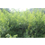 李子苗批发 一年生李子苗 李子树的种植方法 缩略图1