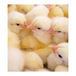 农大3号鸡蛋价格,蛋多多禽业(在线咨询),农大3号