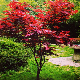 日本红枫树基地、瑞天园林、日本红枫树