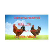 天津市蓟州区兴建昆鲜鸡店