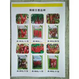 农瑞丰(图)-鲁红6号种子价格-版纳鲁红6号