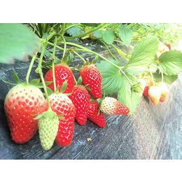 亿通园艺|广东红颜草莓苗|红颜草莓苗报价