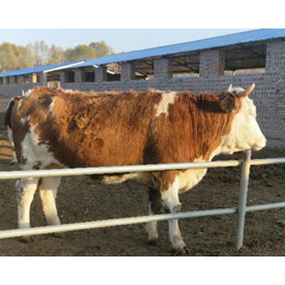 西门塔尔牛多少钱一头,富贵肉牛养殖,陕西西门塔尔牛