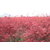 亿发园林(在线咨询)-黔东南工程红枫-求购工程红枫缩略图1