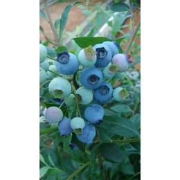 北陆蓝莓苗、百色农业(在线咨询)、*蓝莓苗
