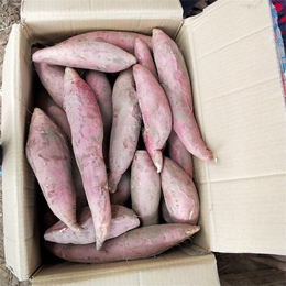 拉丝小蜜薯价格-蜜薯-禾田薯业批发零售