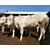 标准化肉牛养殖场_富贵肉牛养殖(在线咨询)_河北肉牛养殖场缩略图1