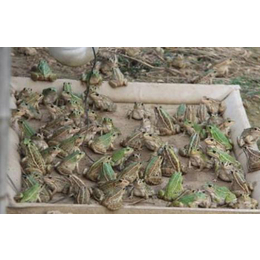 黑斑蛙养殖技术|金兴黑斑蛙养殖|黑斑蛙