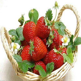 咸宁草莓苗|  柏源农业科技公司|丰香草莓苗