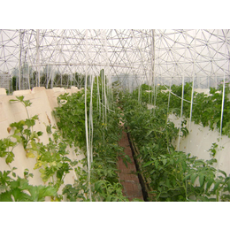 蔬菜气雾栽培,绣田农业(在线咨询),气雾栽培