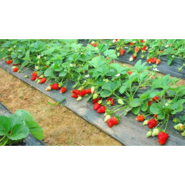 安徽草莓苗、润丰苗木中心、草莓苗价钱