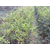桂林5公分桂花苗|百佳园林绿化环境|5公分桂花苗出售缩略图1