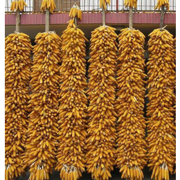 收购玉米价格-乌苏求购玉米-枣阳市汉光农业