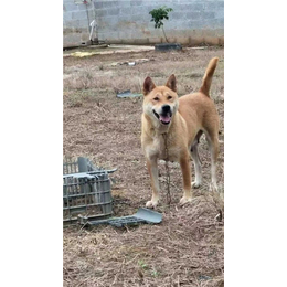 信任宠物店(图)-田原犬图片-长春田原犬