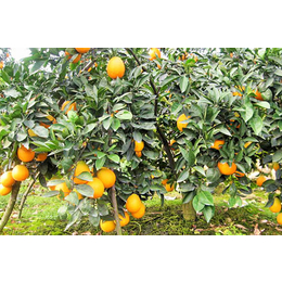 清秋脐橙种苗_四川柑橘研究所的青秋脐橙苗