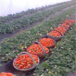 日照草莓苗|牛奶草莓苗(在线咨询)|草莓苗批发基地