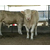 山西夏洛莱牛价格、富贵肉牛养殖(在线咨询)、山西夏洛莱牛缩略图1