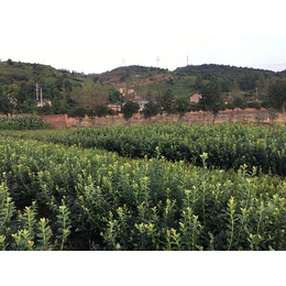 重庆百色农业(图),三年生蓝莓苗,山西蓝莓苗