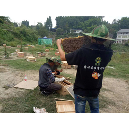 蜜蜂多少钱一箱,贵州蜂盛(在线咨询),丹寨蜜蜂