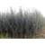 8公分海棠种植基地-8公分海棠-亿发园林(查看)缩略图1