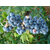 珠宝蓝莓苗-泰安柏源农业-珠宝蓝莓苗基地电话缩略图1