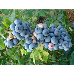 珠宝蓝莓苗-泰安柏源农业-珠宝蓝莓苗基地电话