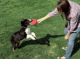 家庭训犬中心-训犬-天津酷贝贝训犬中心