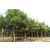 百佳苗木(图)|14公分香樟树价格|四川香樟树缩略图1