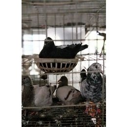 供应种鸽-山东中鹏农牧(在线咨询)-济宁种鸽