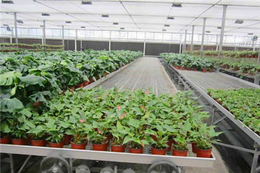 温室种植育苗床A移动苗床的设计安装