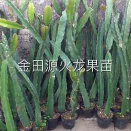 河南火龙果苗_金田源品种齐全_百亩火龙果苗种植基地