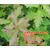 美国红橡树小苗,美国红橡树,瑞天苗木缩略图1