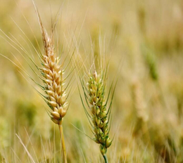 哪里收购小麦-葫芦岛市收购小麦-汉光现代农业