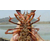 小龙虾的养殖技术-武汉农科大-大悟龙虾养殖缩略图1