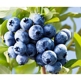 白城蓝莓苗|柏源农业|组培蓝莓苗