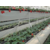 云南草莓立体栽培槽-大棚草莓种植槽-批发销售-规格可定制缩略图4