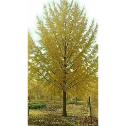 永安苗圃场(图),17公分银杏树的价格,银杏树