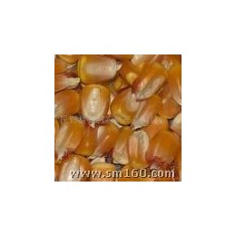 华粮求购玉米小麦高粱大米碎米木薯淀粉