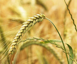 承德收购小麦-枣阳市汉光现代农业-收购小麦价格