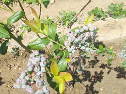 珍珠蓝莓苗出售-亿通园艺(在线咨询)-宁夏珍珠蓝莓苗