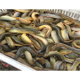 武汉泥鳅|百鑫瑞农业|泥鳅养殖厂家