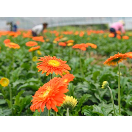 盐津非洲菊种苗、夏氏花卉、非洲菊种苗供应商