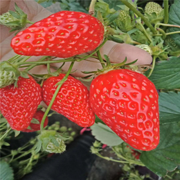 法兰地草莓苗基地,北京法兰地草莓苗,双湖园艺